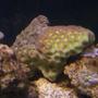 corals inverts - favites sp. - prism favia stocking in 90 gallons tank - Pineapple Brain Coral.