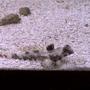 saltwater fish - synchiropus ocellatus - scooter blenny stocking in 27 gallons tank - A close up on Scooter