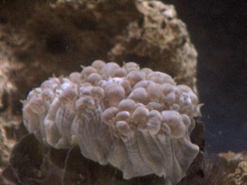 Rated #48: Corals Inverts - Plerogyra Sinuosa - Bubble Coral, White Stocking In 27 Gallons Tank - A pic of my Bubble