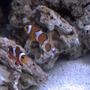 saltwater fish - amphiprion percula - true percula clownfish stocking in 27 gallons tank - They want to be in every pic!! Friendly little guys.