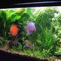 40 gallons planted tank (mostly live plants and fish) - planted discus
