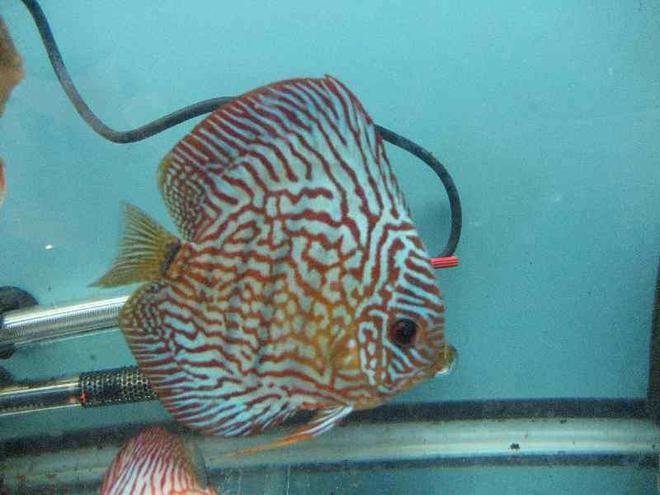 freshwater fish - symphysodon spp. - snakeskin discus stocking in 40 gallons tank - carnation