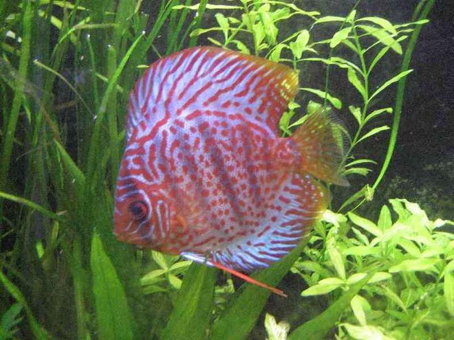freshwater fish - symphysodon spp. - snakeskin discus stocking in 40 gallons tank - leopard