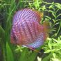 freshwater fish - symphysodon spp. - snakeskin discus stocking in 40 gallons tank - leopard