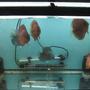 40 gallons freshwater fish tank (mostly fish and non-living decorations) - grow out tamk