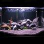 50 gallons freshwater fish tank (mostly fish and non-living decorations) - malawi tank