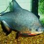 freshwater fish - colossoma brachypomus - pacu stocking in 55 gallons tank - 1 of my pacu's