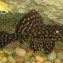 freshwater fish - hifin pleco stocking in 120 gallons tank - hifin pleco