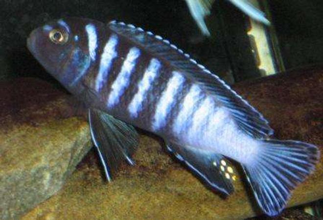 freshwater fish - pseudotropheus elongatus - elongate mbuna stocking in 120 gallons tank - elongatus