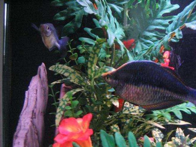 freshwater fish - hemigrammus ocellifer - head and tail light tetra stocking in 45 gallons tank - My Romantic Rainbow couple.. They can't get enough of each other. :)