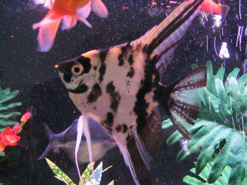 Rated #71: Freshwater Fish - Pterophyllum Sp. - Marble Veil Angel Stocking In 45 Gallons Tank - This is Mr. Tipo! The king of the tank.