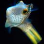 saltwater fish - canthigaster valentini - saddle valentini puffer stocking in 150 gallons tank - Puffer