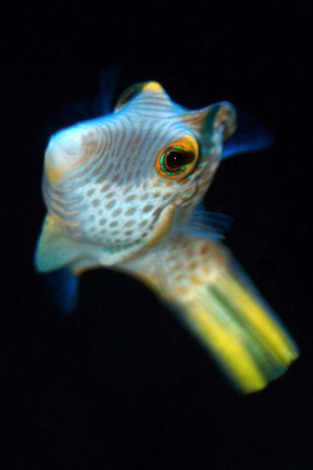 saltwater fish - canthigaster valentini - saddle valentini puffer stocking in 150 gallons tank - Puffer