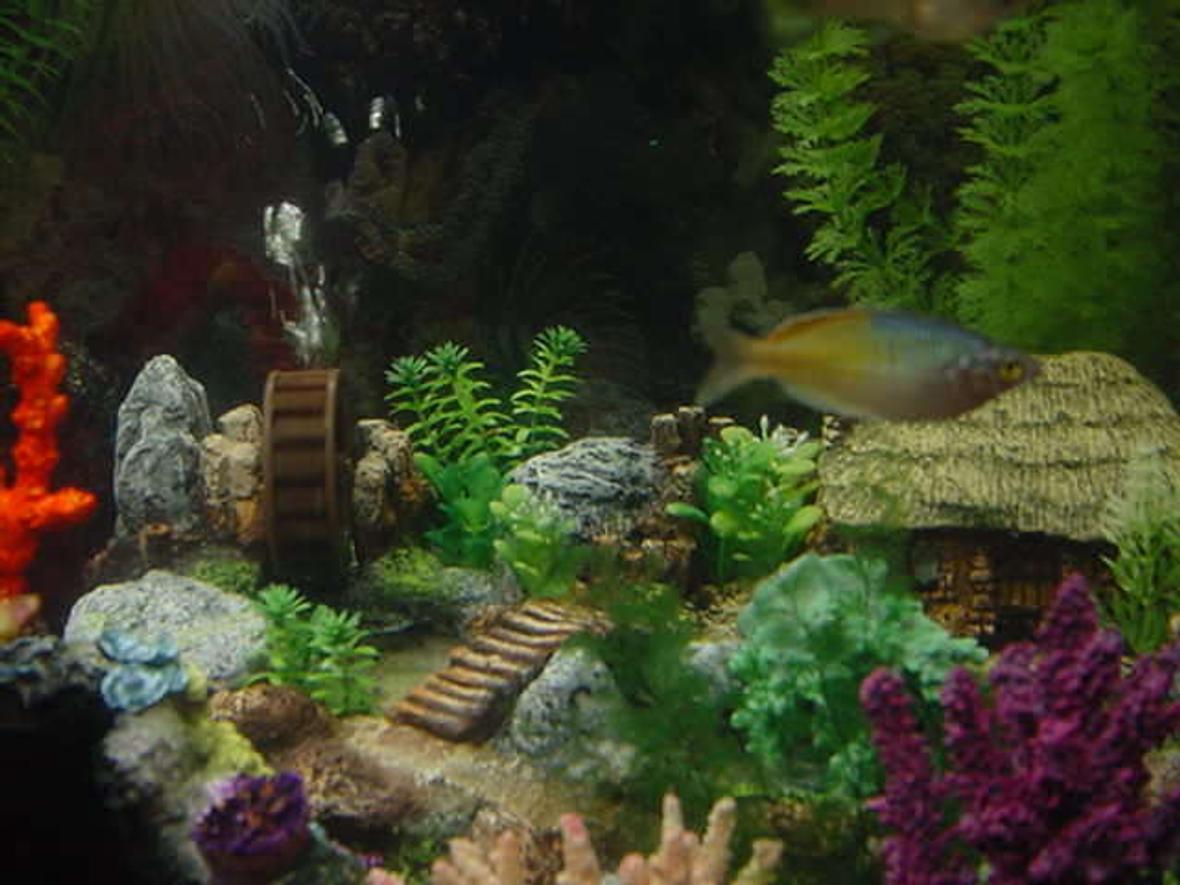 freshwater fish - melanotaenia boesemani - boesemani rainbow stocking in 46 gallons tank - rainbow