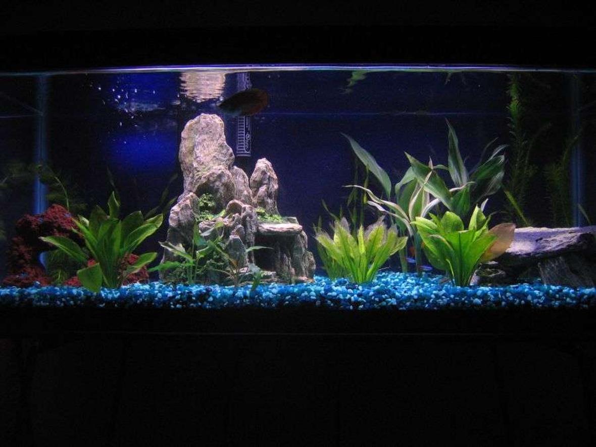 20 gallons freshwater fish tank (mostly fish and non-living decorations) - Picture of my 20 gallon...