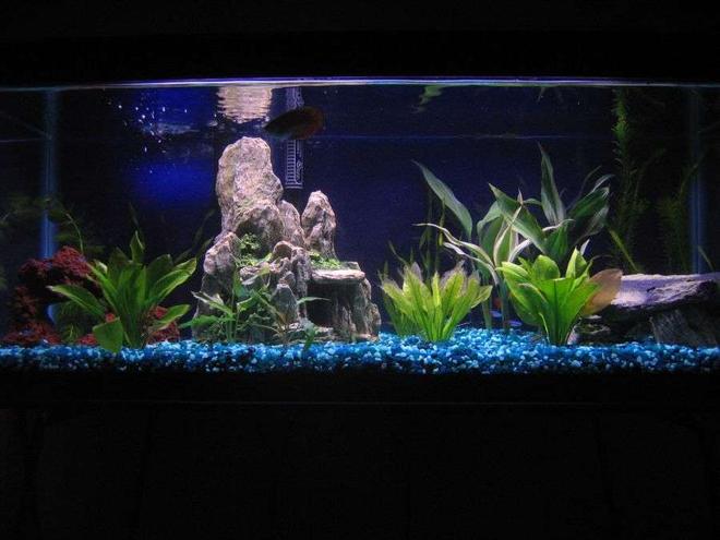 20 gallons freshwater fish tank (mostly fish and non-living decorations) - Picture of my 20 gallon...