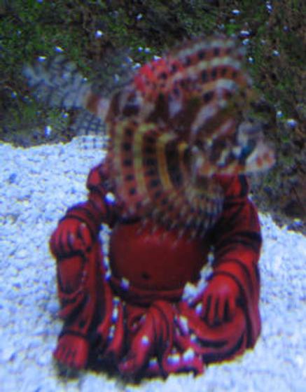 saltwater fish - dendrochirus brachypterus - fuzzy dwarf lionfish stocking in 38 gallons tank - Fuzzy Dwarf Lionfish on Buddah decoration in tank 2