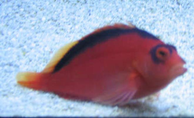 saltwater fish - neocirrhitus armatus - flame hawkfish stocking in 38 gallons tank - flame hawk on tank 2 sand