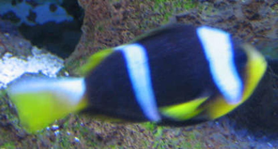 saltwater fish - amphiprion chrysopterus - bluestripe clownfish stocking in 38 gallons tank - Clownfish from africa with a little bit of ich in tank 2