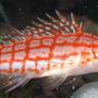 saltwater fish - oxycirrhites typus - longnose hawkfish stocking in 38 gallons tank - longnosed hawkfish in tank 1