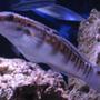 saltwater fish - amblygobius phalaena - bullet goby stocking in 38 gallons tank - Tank 1 bullet goby in front of live rock