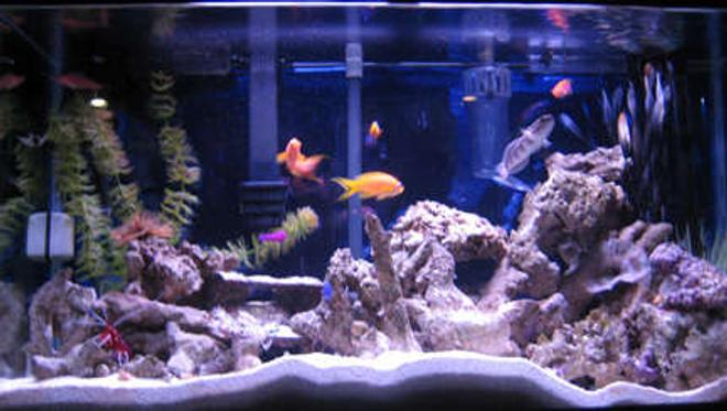 38 gallons reef tank (mostly live coral and fish) - fish tank 1 with fish, inverts, and live rock
