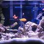 38 gallons reef tank (mostly live coral and fish) - fish tank 1 with fish, inverts, and live rock
