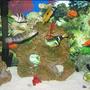 38 gallons saltwater fish tank (mostly fish, little/no live coral) - tank 2 all fish