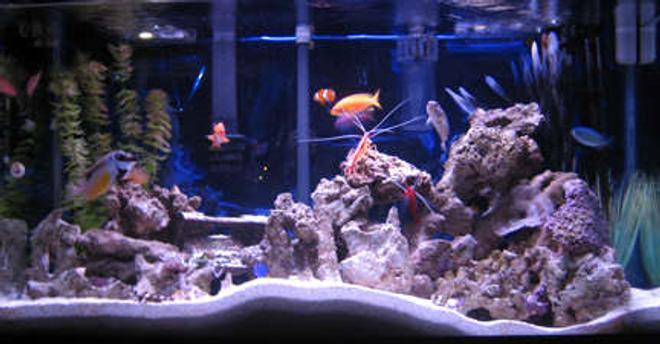 38 gallons reef tank (mostly live coral and fish) - tank 1