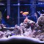 38 gallons reef tank (mostly live coral and fish) - tank 1