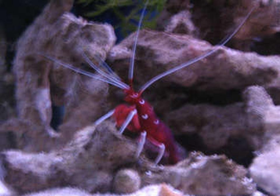 corals inverts - lysmata debelius - blood red fire shrimp stocking in 38 gallons tank - tank 1 blood shrimp