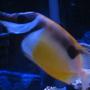 saltwater fish - siganus unimaculatus - one spot foxface stocking in 38 gallons tank - tank 1 foxface rabbitfish