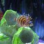 saltwater fish - dendrochirus brachypterus - fuzzy dwarf lionfish stocking in 38 gallons tank - fuzzy dwarf lionfish in tank 2