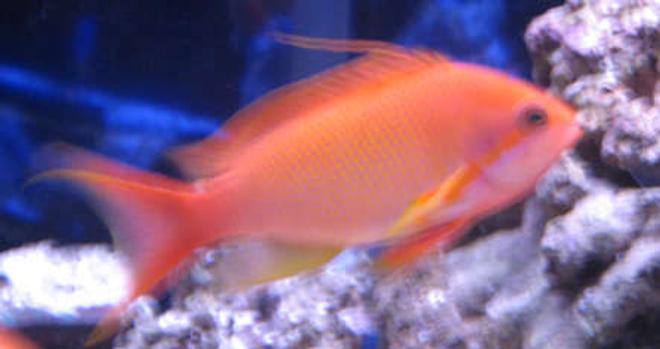 saltwater fish - pseudanthias pictilis - pictilis anthias stocking in 38 gallons tank - tank 1 blue eyed anthius its a bit blurry sorry