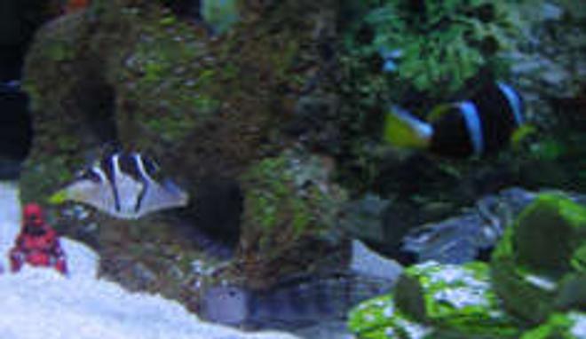 saltwater fish - canthigaster valentini - saddle valentini puffer stocking in 38 gallons tank - tank 2, valentini puffer, clownfish, and bullet goby.