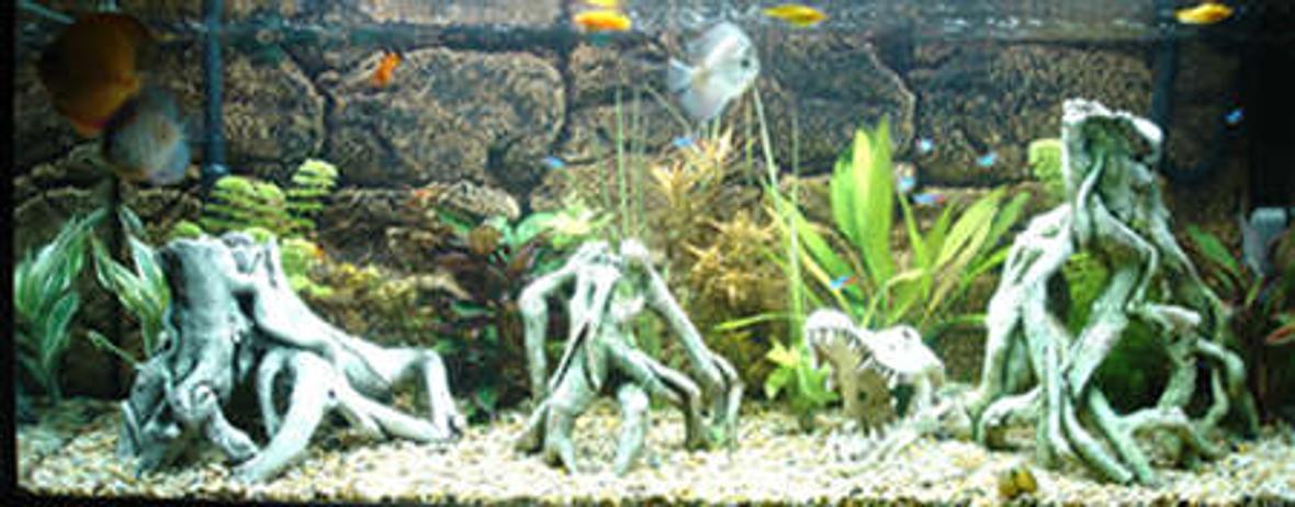 55 gallons planted tank (mostly live plants and fish) - freshwater tank