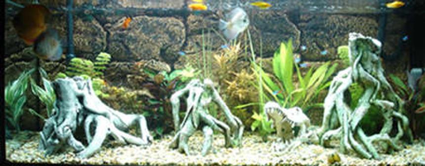 Rated #162: 55 Gallons Planted Tank - freshwater tank