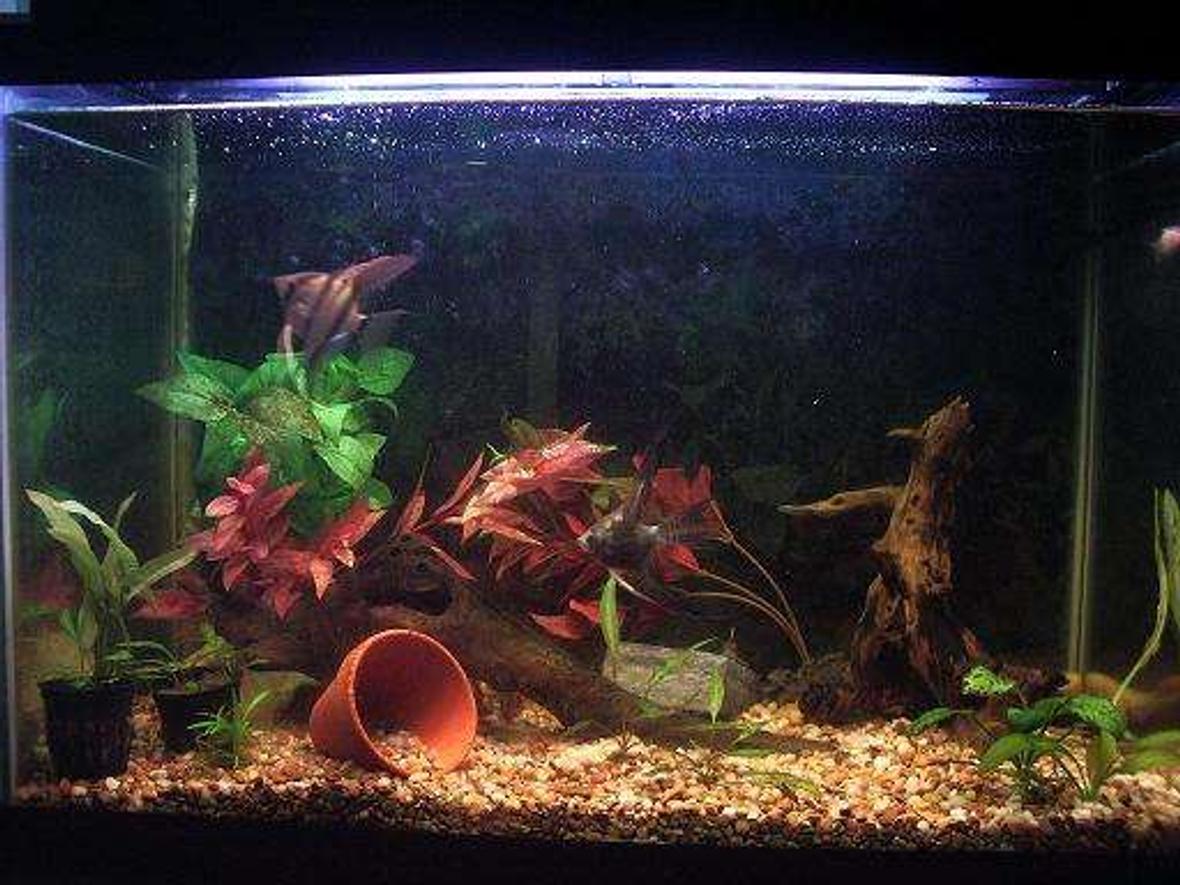 25 gallons planted tank (mostly live plants and fish) - My planted tank. Consisting of Anubis and amazon swords!