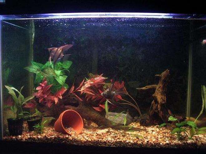 25 gallons planted tank (mostly live plants and fish) - My planted tank. Consisting of Anubis and amazon swords!