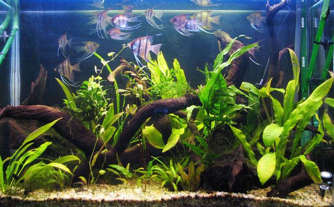 planted tank (mostly live plants and fish) - 3ftx2ft high planted tank.
Running Eheim 2215 and 2217 with pressurized CO2.