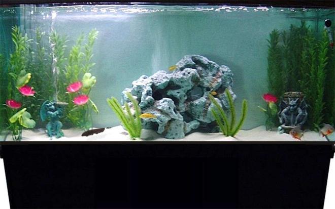 55 gallons freshwater fish tank (mostly fish and non-living decorations) - Here's a pic of my 55 gallon tank.