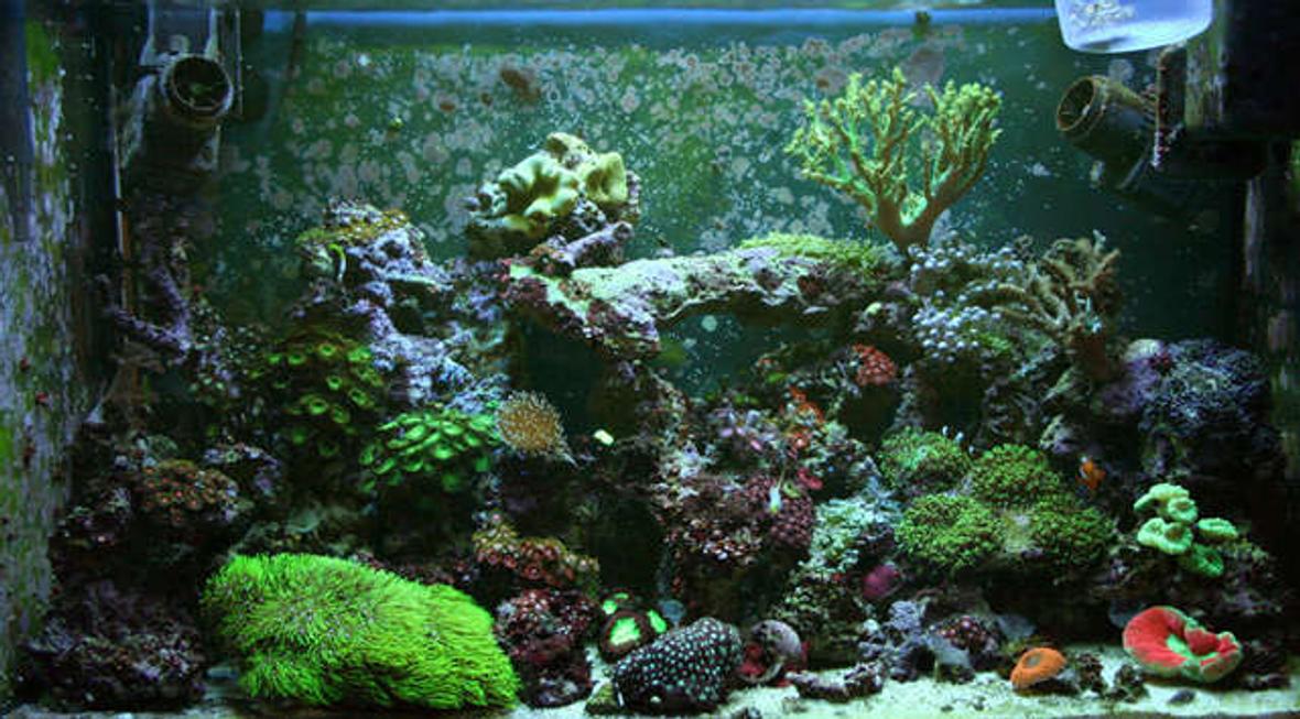 32 gallons reef tank (mostly live coral and fish) - 32g Reef Tunze Doc Skimmer 9002 Aqualight Pro 24 MH 150w 10 000K Reeflux + 2-65w actinics 50 lbs LR + 2 SEIO 620 Fish's & cleanup crew