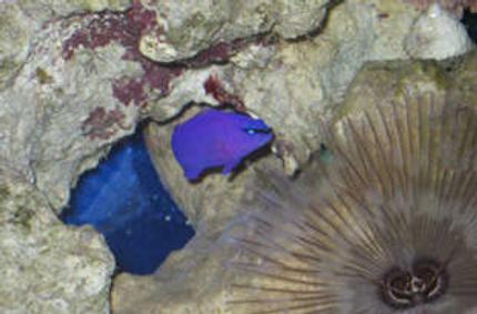 saltwater fish - chrysiptera cyanea - blue damselfish stocking in 38 gallons tank - Purple psuedo in tank 1 by feather duster