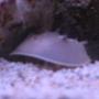 corals inverts - limulus polyphemus - horseshoe crab stocking in 38 gallons tank - horseshoe crab in tank 1