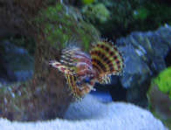 saltwater fish - dendrochirus brachypterus - dwarf fuzzy lionfish stocking in 38 gallons tank - Dwarf Fuzzy Lionfish Tank 2