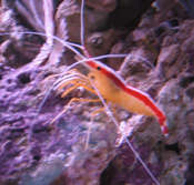 corals inverts - lysmata amboinensis - scarlet skunk cleaner shrimp stocking in 38 gallons tank - Cleaner shrimp tank 1