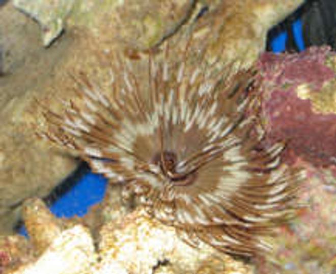 corals inverts - sabellastarte sp. - hawaiian feather duster stocking in 38 gallons tank - Tank 1 dead featherduster