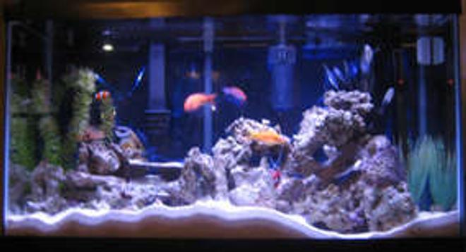 38 gallons reef tank (mostly live coral and fish) - Tank 1