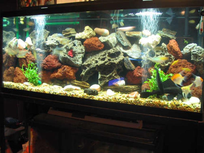Rated #35: 55 Gallons Freshwater Fish Tank - MY SECOND FAMILY