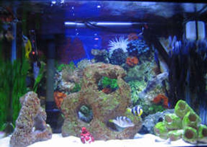 38 gallons saltwater fish tank (mostly fish, little/no live coral) - tank 2